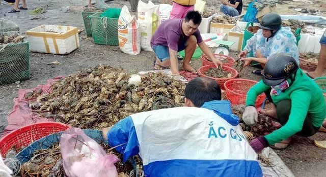 Hỗ trợ hơn 18 tỷ đồng cho người nuôi tôm hùm bị chết hàng loạt - 1 Sự cố tôm hùm chết hàng loạt gây thiệt hại hàng trăm tỷ đồng cho người nuôi