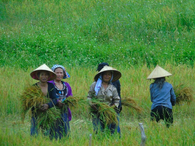 Nghĩa tình quân dân từ ruộng lúa biên phòng - 1 Đồng bào tại bản Ka Ai đang rộn ràng vào vụ gặt