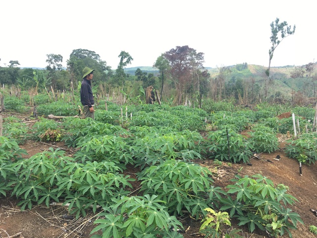 28ha rừng bị phá trắng dù cách chốt bảo vệ rừng… 15m! - 5 28 ha rừng bị phá nhưng chủ rừng vẫn chưa có động thái gì