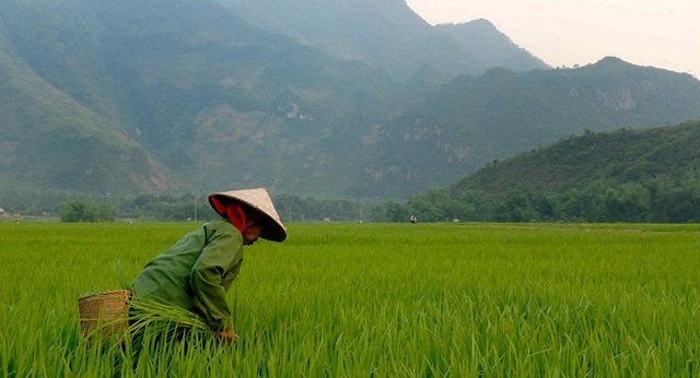Các nhà khoa học dự đoán về một “cuộc khủng hoảng gạo" ở châu Á - 1 Các nhà khoa học dự đoán về một “cuộc khủng hoảng gạo" ở châu Á - 1