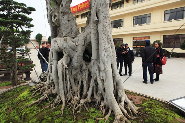 Sửng sốt trước vẻ đẹp hiếm có của cây sanh "ngai vàng" - 4 Nhiều rễ phủ xuống cắm xuống đất tạo thành nhiều hang hốc