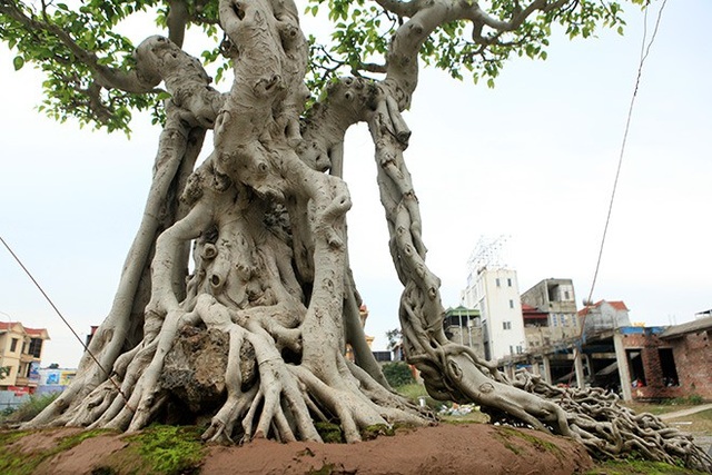 Sửng sốt trước vẻ đẹp hiếm có của cây sanh "ngai vàng" - 2 Hai chiếc rễ to buông xuống hai bên thân cây nhìn như một chiếc ngai vàng (nghế ngồi của vua)