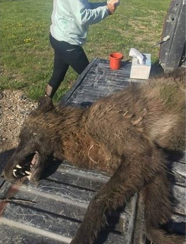 Sinh vật giống sói bị bắn gần nông trại Montana khiến chuyên gia bối rối - 1