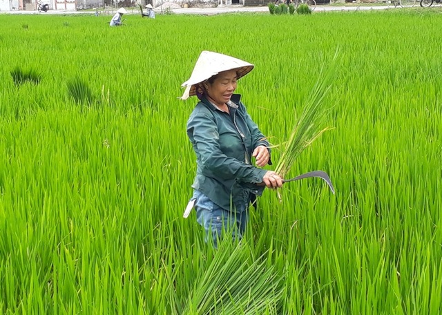 Thanh Hoá: Người dân điêu đứng, có nguy cơ trắng tay vì “lúa ma” - 3 Tình trạng lúa ma khiến người dân điêu đứng