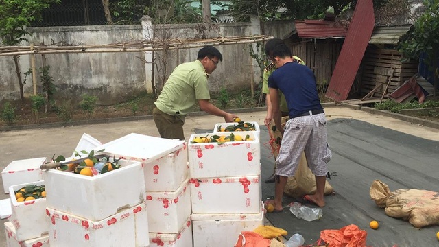 200 kg cam nhập lậu bị "nghiền nát" tại vựa cam Vinh - Nghệ An - 1 Số cam lá nhập lậu về Nghệ An