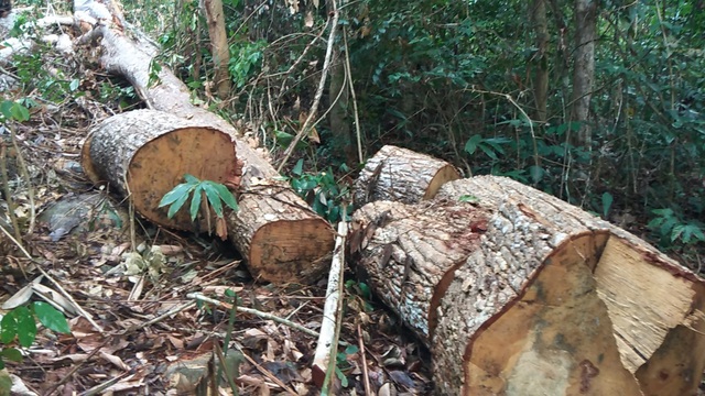 Vụ lâm tặc khai thác gỗ khủng: “Hàng tuần họp đều báo cáo rừng không bị xâm hại” - 2 Gỗ được cắt nằm ngổn ngang trong rừng