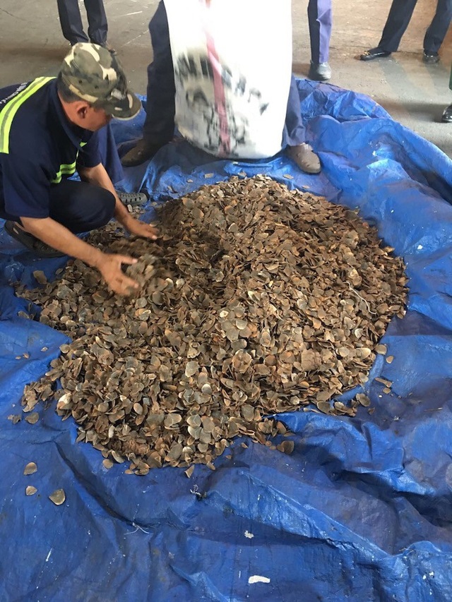 Hàng trăm bao vảy tê tê trị giá hơn 60 tỷ đồng bị bắt giữ ở cảng Cát Lái - 2 Lô hàng hơn 3,3 tấn vảy tê tê bị bắt hôm nay 3/5