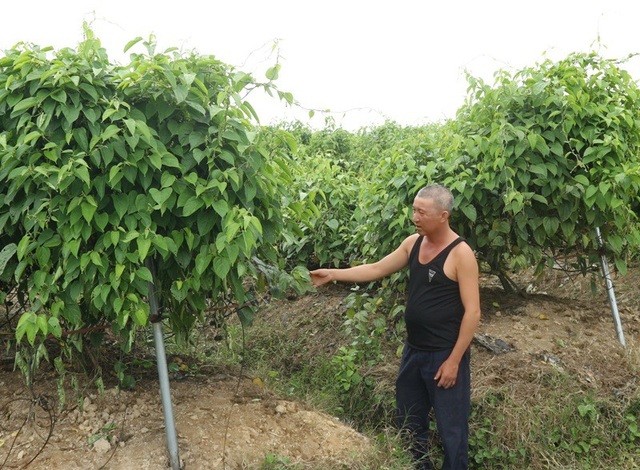 Trở thành tỷ phú nhờ ...cây sachi và cà gai leo - 3 Không chỉ đem lại hiệu quả kinh tế cho gia đình, mô hình của anh Út còn giải quyết việc làm cho nhiều lao động tại địa phương