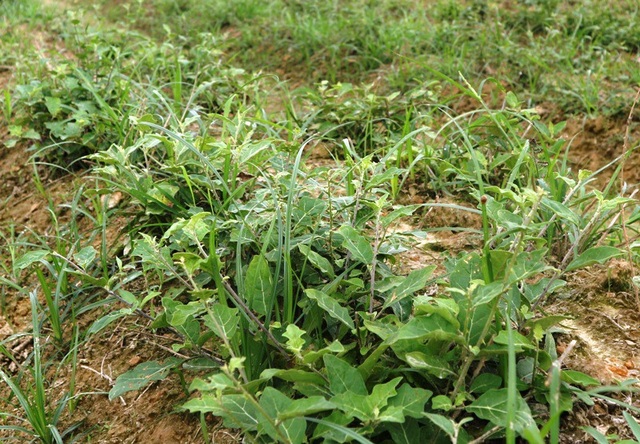 Trở thành tỷ phú nhờ ...cây sachi và cà gai leo - 2 Cũng nhờ sự thích nghi, phù hợp với thổ nhưỡng, khí hậu nên loại cây sachi và cà gai leo phát triển rất tốt, đem lại hiệu quả kinh tế cao