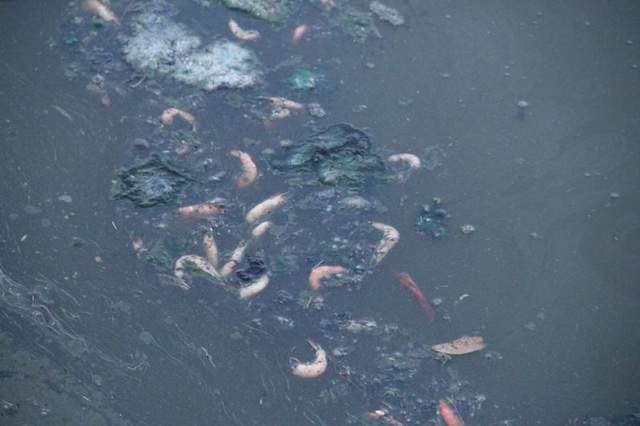 Vụ hồ tôm xả thải ra biển: Hơn 1.000m3 nước thải tràn ra ngoài - 1