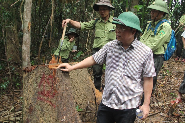 Hạt trưởng kiểm lâm mất chức vì để mất rừng - 1 Ông Lê Trí Thanh – Phó Chủ tịch tỉnh Quảng Nam thị sát rừng phòng hộ Sông Kôn bị hạ sát