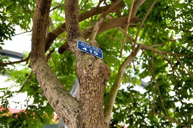 Hà Nội: Loạt cây sưa quý chuẩn bị di dời để làm đường sắt đô thị - 2
Trong số 157 cây xanh sẽ chặt hạ hoặc đánh chuyển, có 12 cây sưa đỏ quý.