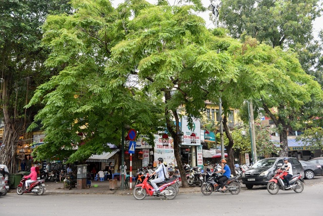 Hà Nội: Loạt cây sưa quý chuẩn bị di dời để làm đường sắt đô thị - 9
Những cây trong danh sách chặt hạ hoặc đánh chuyển đều được đánh số, có hồ sơ riêng về chủng loại, chiều cao...
