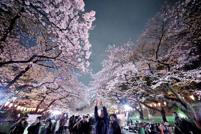 Người dân và du khách ngắm hoa anh đào ở Tokyo, Nhật Bản (Ảnh minh họa: Japan Times)