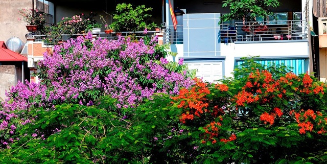 Bằng lăng thức giấc gọi hè về trên phố Hà Nội - 1
Cứ đầu tháng 5, những cây hoa bằng lăng lại cùng phượng vỹ bắt đầu nở cánh biếc gọi hè về.