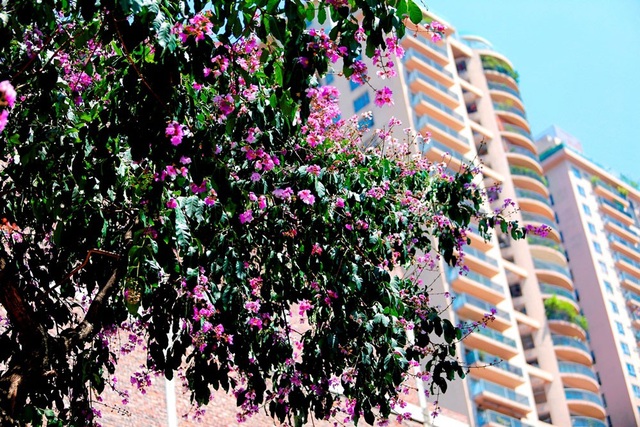 Bằng lăng thức giấc gọi hè về trên phố Hà Nội - 3
Cây bằng lăng được trồng trên rất nhiều tuyến phố của Hà Nội như: Trần Thái Tông, Nguyễn Chí Thanh, Huỳnh Thúc Kháng, Trần Duy Hưng, Kim Mã…