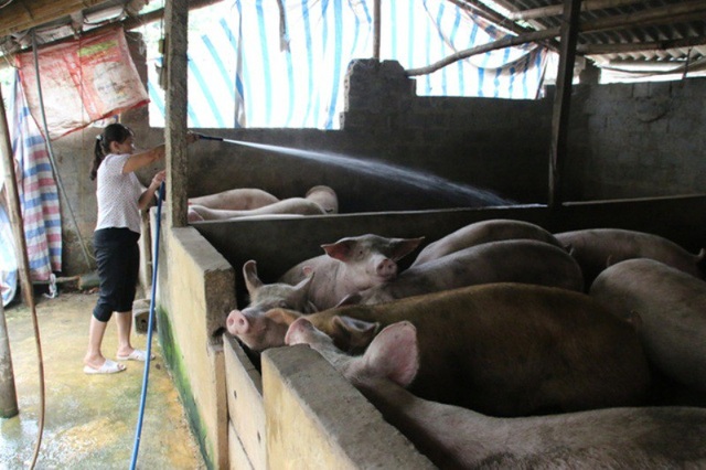 Có thời điểm, xã Ngọc Lũ, huyện Bình Lục có tổng đàn lợn lên tới khoảng 80.000 - 90.000 con.