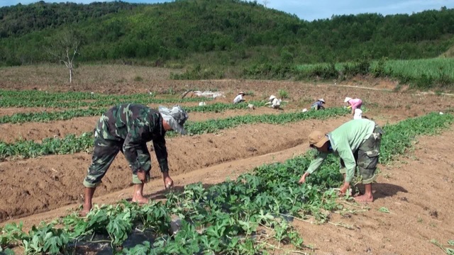 Người trồng dưa hấu đang quá phụ thuộc vào thị trường Trung Quốc - 1 Vì mới trúng vụ dưa Đông Xuân nên ông Huệ tiếp tục đầu tư trồng dưa