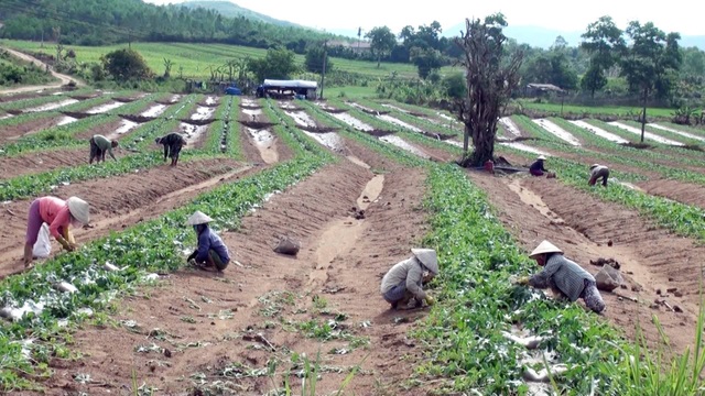 Người trồng dưa hấu đang quá phụ thuộc vào thị trường Trung Quốc - 5 Đa phần dưa hấu trồng chủ yếu xuất bán qua thị trường Trung Quốc, nên chúng ta bị động với giá cả.