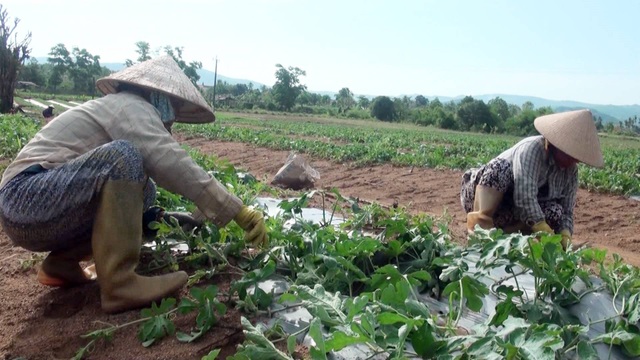 Người trồng dưa hấu đang quá phụ thuộc vào thị trường Trung Quốc - 2 Mặc cho giá dưa hạ thấp nhiều nông dân vẫn quyết định tiếp tục đầu tư trồng dưa