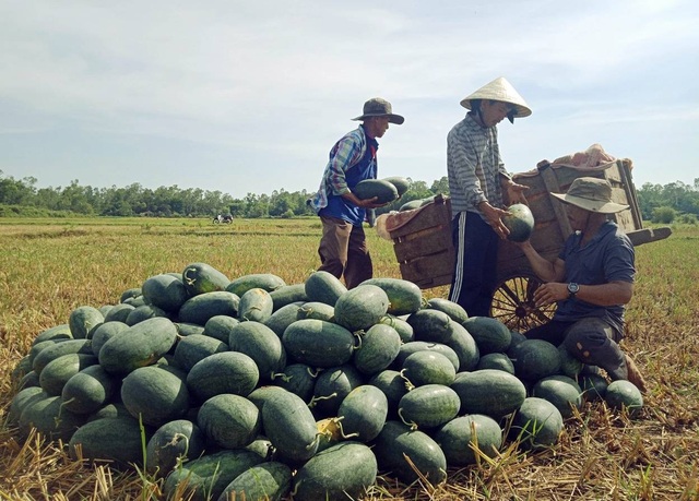 Người trồng dưa hấu đang quá phụ thuộc vào thị trường Trung Quốc - 3 Dưa hấu tại Quảng Nam xuất bán chỉ từ 1.000 – 1.300 đồng/kg (ảnh C.Đ)