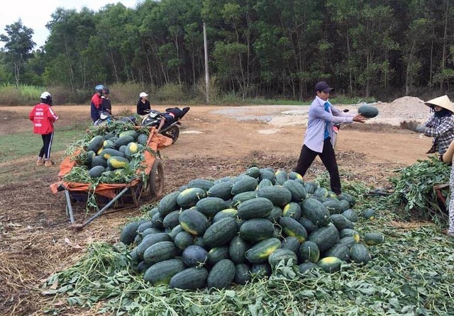 Người trồng dưa hấu đang quá phụ thuộc vào thị trường Trung Quốc - 4 Dưa hấu tại Quảng Ngãi chờ “giải cứu” (ảnh Quốc Triều)