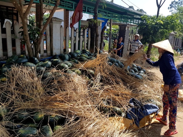 Dưa hấu chín đầy đồng, nông dân chờ “giải cứu” - 5 Trong khi chờ thương lái đến mua dưa đã hái, người dân dùng rạ che nắng cho dưa