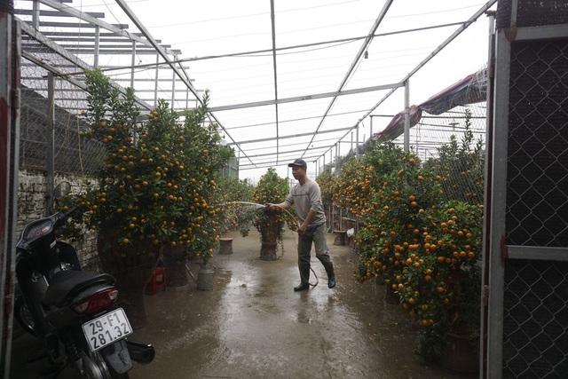 Đất Tứ Liên tràn ngập nhà giàn trồng quất bon sai - 5
Các nhà giàn này chủ yếu trồng quất cảnh dạng bon sai. Loại này khó chăm hơn nhiều bởi quất đều được trồng lọ, đất ít mà cây lại to.