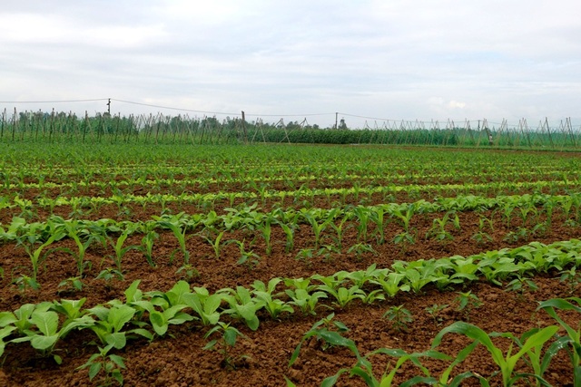 Những làng rau rộn ràng vào vụ Tết - 5 Sau lũ người dân đã gượng dậy gieo trồng để trên khắp cánh đồng quê hương lại phủ lên một màu xanh tươi của rau quả