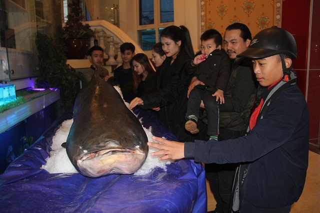 
Chiều ngày 10/1/2018 nhiều người dân hiếu kỳ ở thành phố Hà Tĩnh kéo đến nhà hàng xem “quái ngư” nước ngọt.
