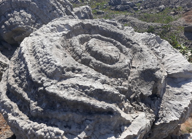 Những khối san hô hóa thạch có niên đại 5.000 - 6.000 năm trên đảo Lý Sơn