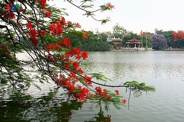 Hoa phượng thắp lửa bên Hồ Gươm - 2 Hoa phượng thắp lửa bên Hồ Gươm - 2