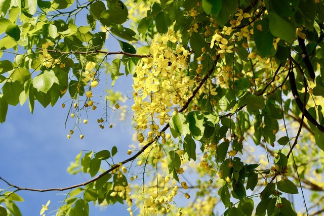Ngẩn ngơ trước vẻ đẹp rực rỡ hoa bò cạp vàng - 1 Hoa bò cạp vàng hay còn gọi là hoa muồng hoàng yến, thuộc phân họ Vang của họ Đậu (Fabaceae).