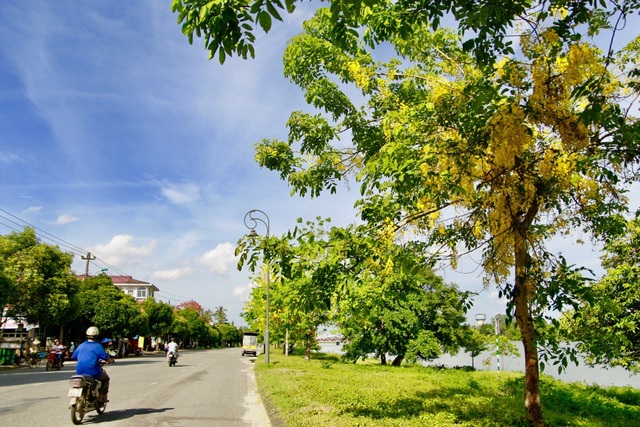 Ngẩn ngơ trước vẻ đẹp rực rỡ hoa bò cạp vàng - 2 Loài này còn có một số tên khác như Muồng hoàng hậu, Hoa lồng đèn, Bò cạp nước, Bò cạp vàng, Mai dây, Cây xuân muộn, Mai nở muộn. Ở Việt Nam, trên thị thường cây cảnh loài này còn có tên là Osaka hay Osaka hoa vàng.
