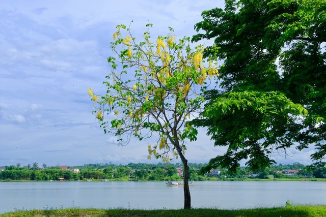 Ngẩn ngơ trước vẻ đẹp rực rỡ hoa bò cạp vàng - 3 Loài hoa này còn được biết đến là Quốc hoa của đất nước Thái Lan.