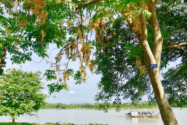 Ngẩn ngơ trước vẻ đẹp rực rỡ hoa bò cạp vàng - 4 Vào những ngày này, khách du lịch khi đến Huế sẽ được chiêm ngưỡng loài hoa muồng hoàng yến nở thành những dải dài bên cạnh dòng Hương khiến cho con sông này càng trở nên trữ tình, thơ mộng.