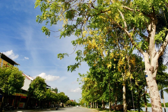 Ngẩn ngơ trước vẻ đẹp rực rỡ hoa bò cạp vàng - 6 Loài hoa này thường nở vào khoảng tháng 5 đến tháng 7, được trồng như một loại cây cảnh, tạo thêm điểm nhấn cho thành phố Huế mỗi độ hè về.