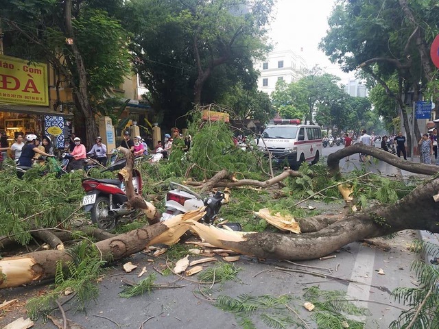 Hà Nội: Cây cổ thụ bật rễ, đè trúng 5 người trên phố Quán Sứ - 2 Phần thân cây Phượng cổ thụ bị gẫy làm nhiều mảnh trên phố Quán Sứ.