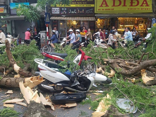 Hà Nội: Cây cổ thụ bật rễ, đè trúng 5 người trên phố Quán Sứ - 1 Hà Nội: Cây cổ thụ bật rễ, đè trúng 5 người trên phố Quán Sứ - 1