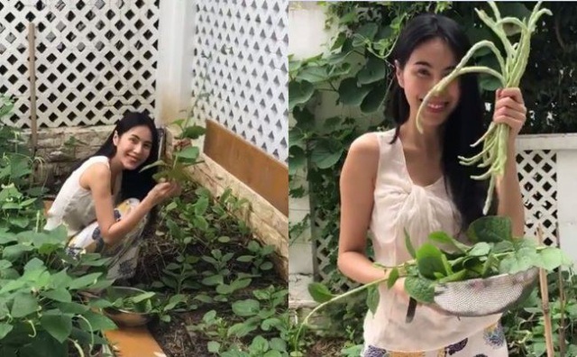 Thủy Tiên khoe vườn rau xanh mướt, phải mang bán bớt vì quá được mùa - 1 Hình ảnh Thủy Tiên hái rau trong vườn nhà và mẹ phải đem rau đi chợ bán vì trồng quá nhiều khiến khán giả thích thú.