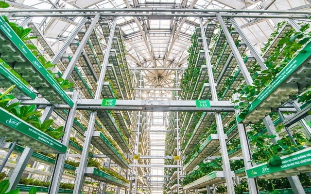 “Hành trình tương lai xanh” cùng VinMart & VinMart+ - 3 Công nghệ canh tác giá thể nhiều tầng Skygreen (Singapore) tại nông trường VinEco Nam Hội An