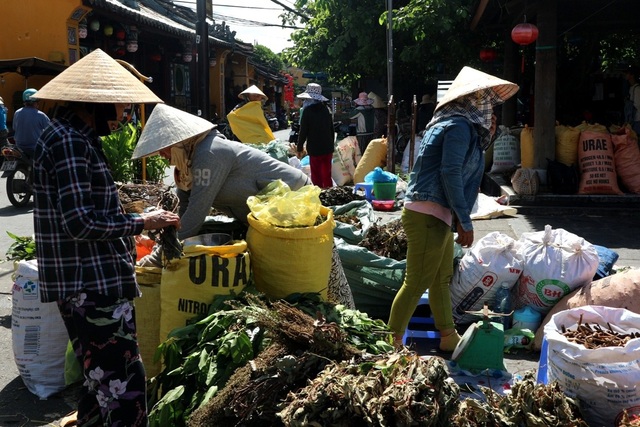 Trái cây, bánh ú, lá mùng 5... hút hàng Tết Đoan Ngọ - 4 Lá mùng 5, loại lá ưa chuộng của người dân Quảng Nam trong ngày tết Đoan Ngọ cũng tấp nập “xuống phố”