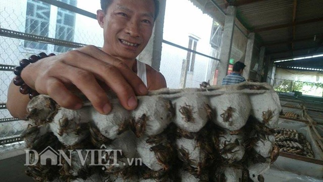 Lãi 100 triệu mỗi tháng nhờ gây dựng "đế chế dế" - 2 Anh Trương Thanh Dũng và 1 khay chứa trứng bám đầy dế. Ảnh: Hữu Danh (Danviet).