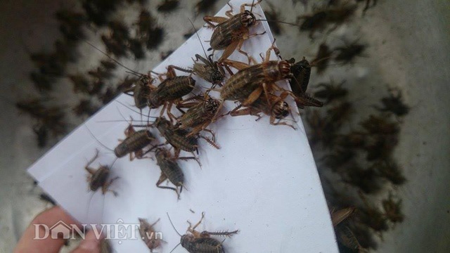 Lãi 100 triệu mỗi tháng nhờ gây dựng "đế chế dế" - 4 Lãi 100 triệu mỗi tháng nhờ gây dựng "đế chế dế" - 4