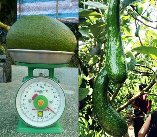 Kỳ lạ quả bơ Việt: To đùng như lợn con, nhỏ dị như ngón tay - 1
Ở Việt Nam, người nông dân có thể trồng ra giống bơ nặng tới 2kg/quả hay quả dài gần nửa mét