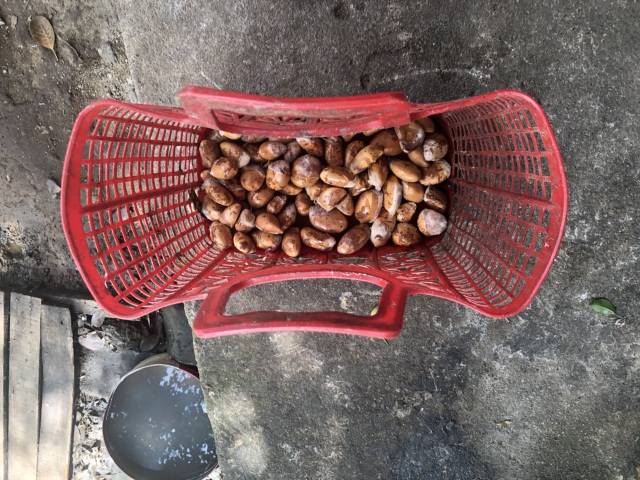 Những hạt sầu riêng như thế này được thu mua với giá 65 ngàn đồng/kg