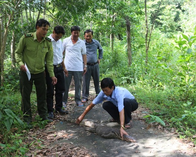 Phát hiện kỳ đà hoa "đi lạc" vào trụ sở UBND huyện - 2 Cán bộ kiểm lâm kiểm tra sức khỏe kỳ đà hoa trước khi thả về rừng đặc dụng. Ảnh: P.Vân