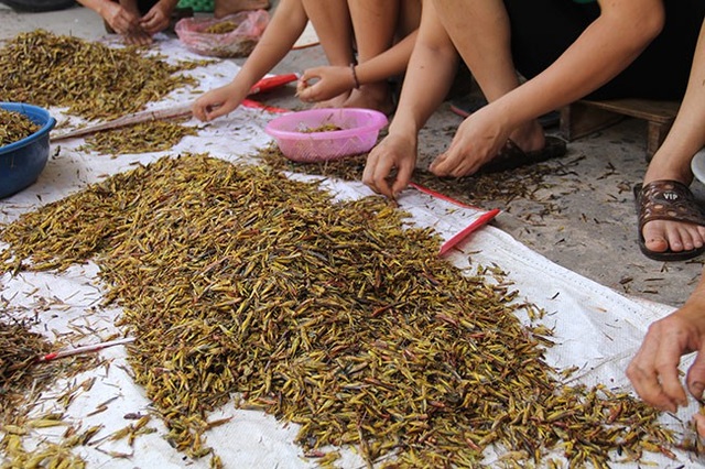 Nghề lạ: Nhặt cánh côn trùng cũng có tiền - 5 Thành quả sau 3 tiếng đồng hồ của những “công nhân” nhặt cánh châu chấu