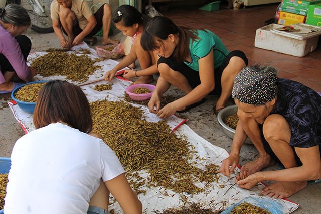 Nghề lạ: Nhặt cánh côn trùng cũng có tiền - 1 Khi vào vụ chính, đội thợ nhặt cánh châu chấu chủ yếu là người già trẻ nhỏ.