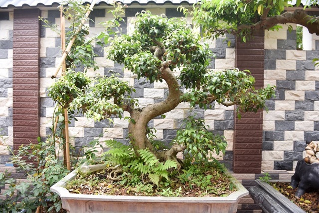Không gian sống thoáng đãng được chủ nhân chăm sóc tỉ mẩn, tạo nên một bức tranh sinh động về thế giới nghệ thuật cây cảnh, bonsai.